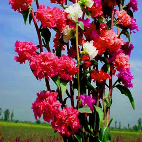 CLARKIA ELEGANS MIXED SEEDS